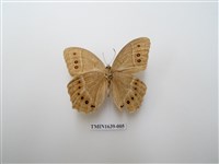 藏品(褐翅蔭眼蝶)的圖片